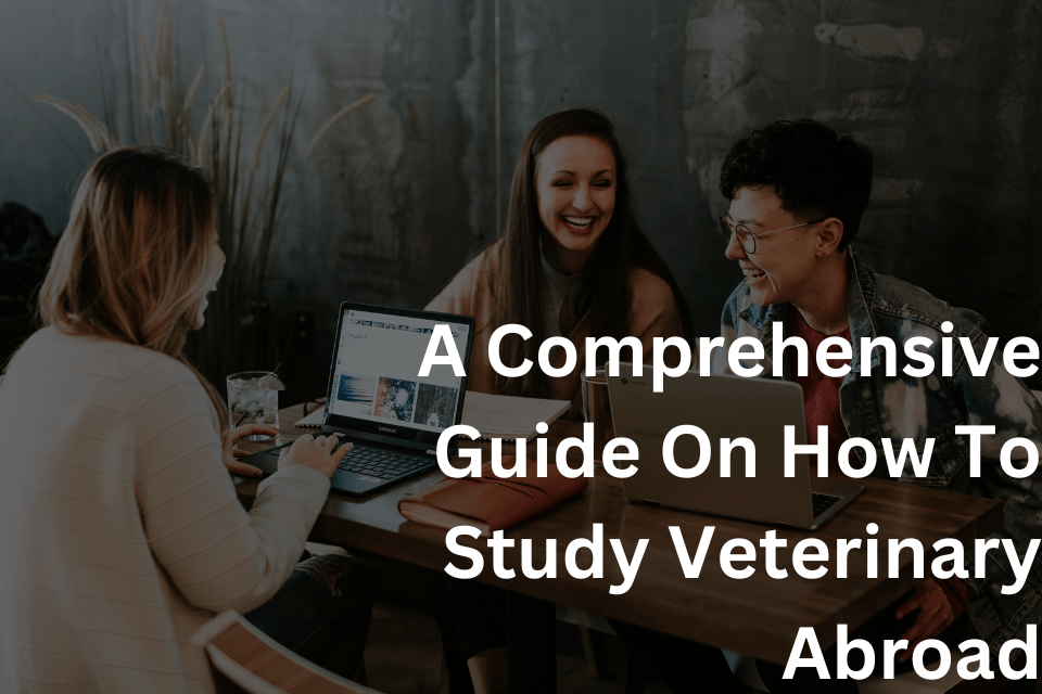 A Comprehensive Guide On How To Study Veterinary Abroad